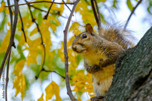 Autumn at Parco Sempione, Milan: a squirrel