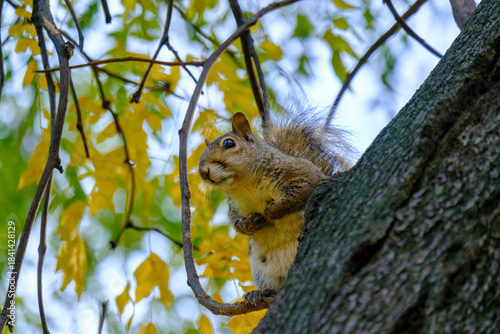 Autumn at Parco Sempione, Milan: a squirrel