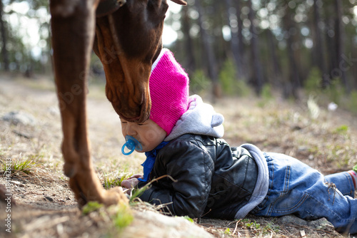 A large Doberman dog is sniffing a small child lying on the ground