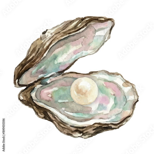 Watercolor-style pearl illustration／真珠