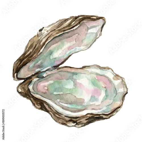 Watercolor-style pearl illustration／真珠