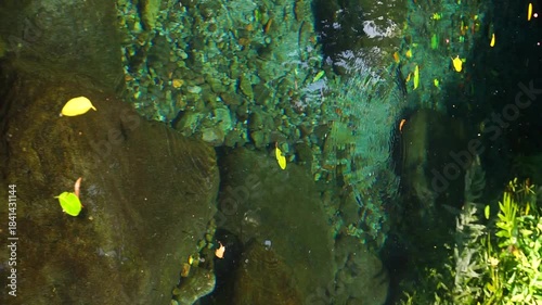 tropical fish in aquarium