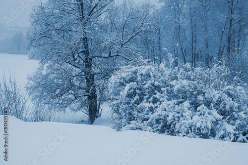 Trees covered with snow on a cloudy winter day.