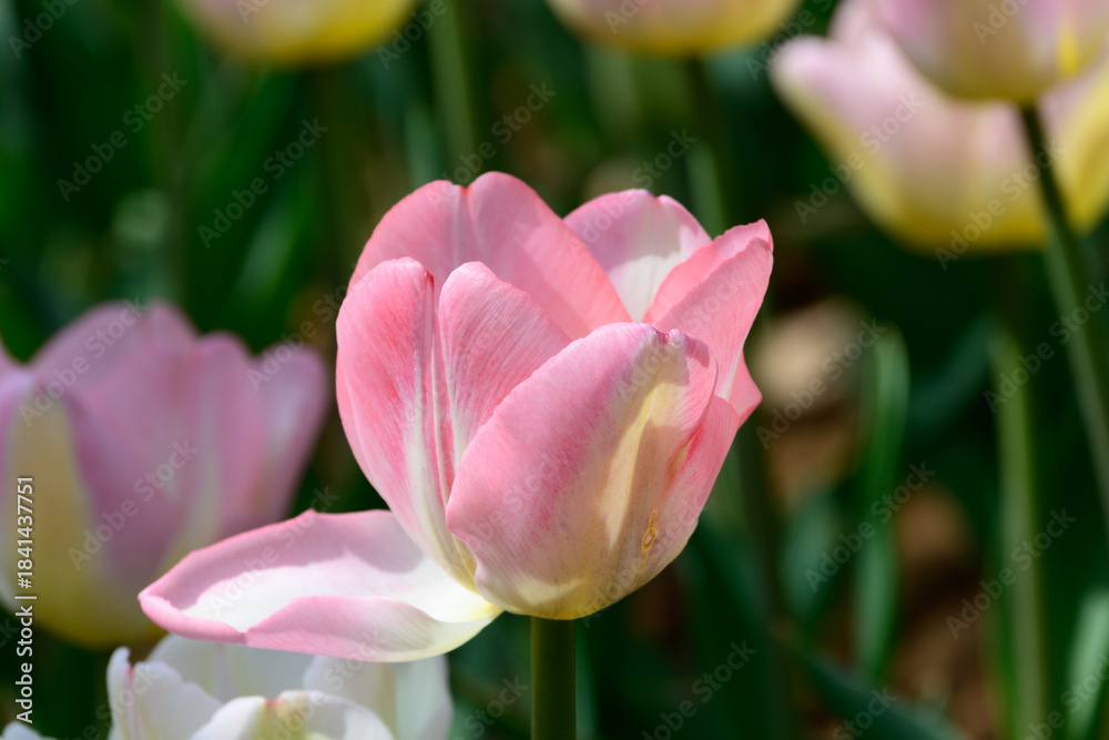 Fototapeta premium Macro View of a Single Pink and White Tulip Bloom in Sunlight