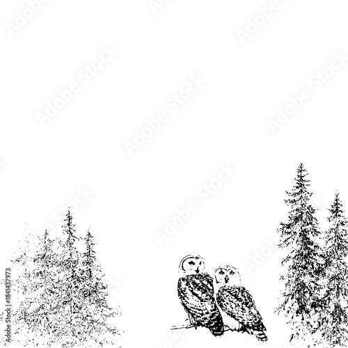 Two seals drawing black and white vector illustration of marine mammals wildlife animal sea life artwork 100