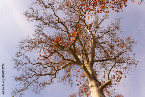 A large century-old plane tree in Khansky Park. Sheki. Azerbaijan.