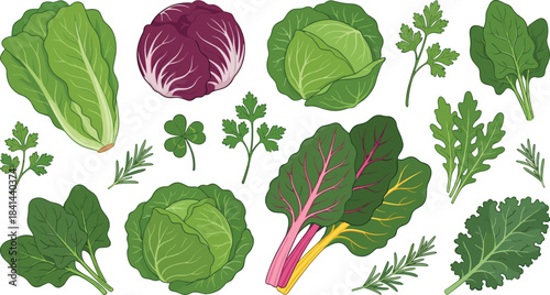 Leafy greens, herbs, lettuce, spinach, kale, cabbage, arugula, Swiss chard, parsley, rosemary, clover, edible plants, nutrition, healthy food, botanical illustration