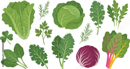 Leafy greens, herbs, romaine, kale, spinach, parsley, cilantro, cabbage, Swiss chard, arugula, red cabbage, rosemary, vegetables, nutrition, garden, cooking, healthy, organic, fresh, illustration