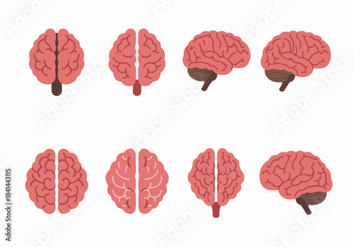 Human Brain Illustration Set with Various Views: Top, Bottom, and Side Perspectives in a Flat Design Style on White Background