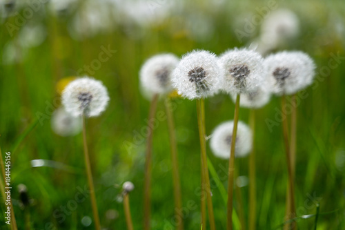 Close-up of white fluffy dandelions growing on meadow during warm spring day, capturing delicate texture and soft natural light