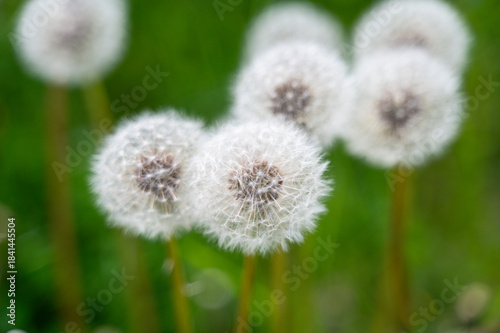 Close-up of white fluffy dandelions growing on meadow during warm spring day, capturing delicate texture and soft natural light