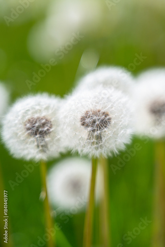 Close-up of white fluffy dandelions growing on meadow during warm spring day, capturing delicate texture and soft natural light