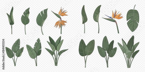 Set of tropical leaves and bird of paradise flowers, botanical elements for design and decoration.