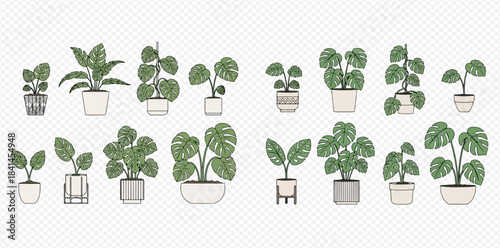 Collection of various potted house plants with green leaves, illustration.