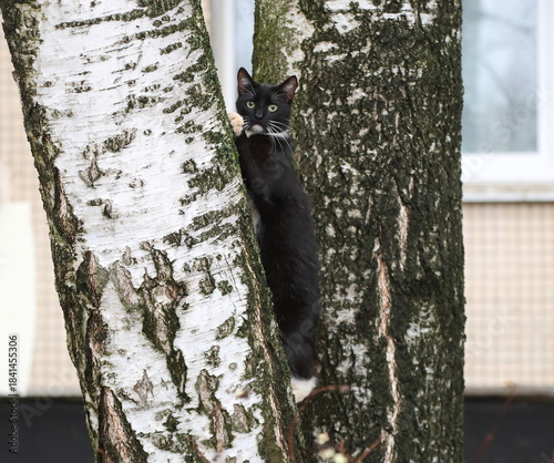 A black and white green-eyed cat climbs a thick tree