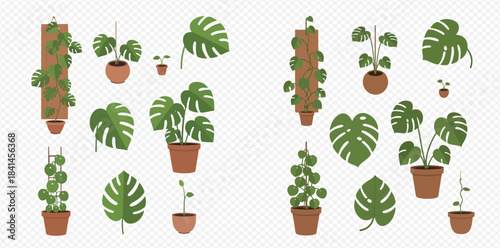Set of various Monstera plants in pots and on poles, with individual leaves and small sprouts.