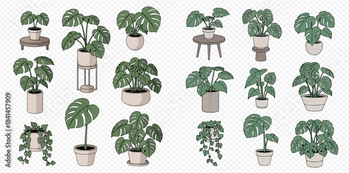 Collection of various potted green house plants and tropical foliage for home decoration.