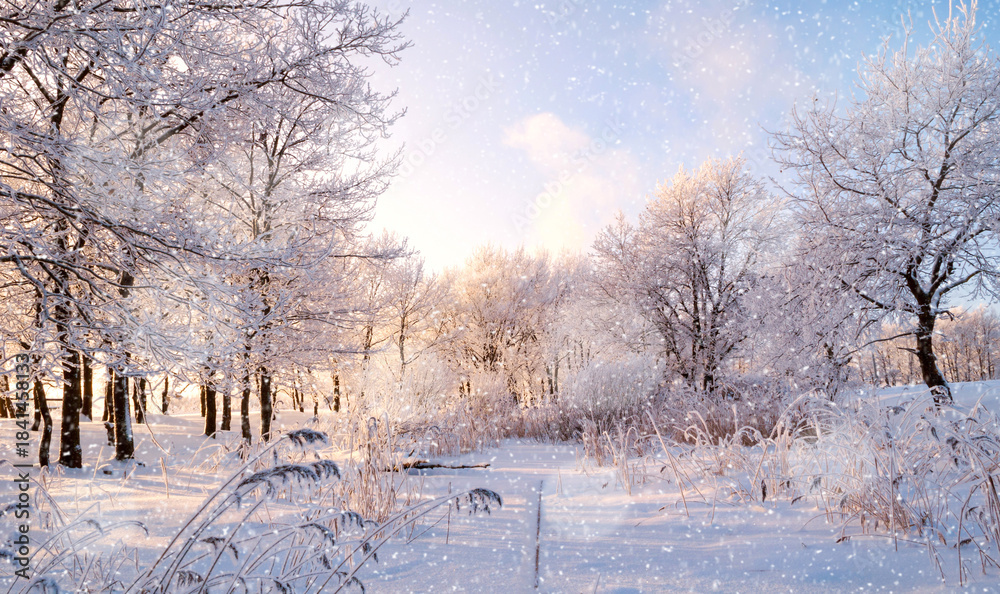 Naklejka premium Winter landscape background, snowy winter forest trees lit by soft morning sunlight, panoramic view