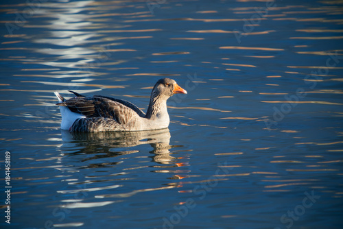 Wallpaper Mural Common goose swims in a blue pond. (anser anser) Torontodigital.ca