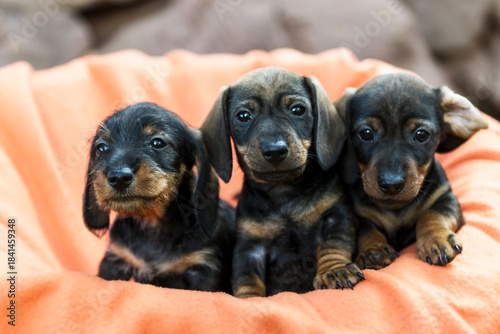 Drei Dackel Welpen in einem Korb