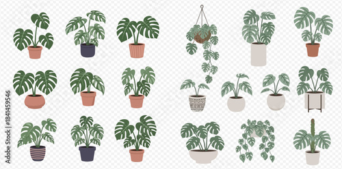 Collection of various potted house plants including Monstera and hanging Pothos plants.