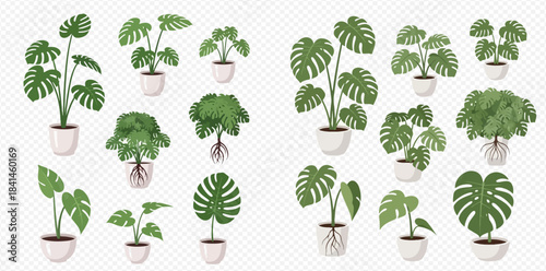 Collection of various potted monstera plants with roots and leaves, perfect for home decor and gardening concepts.
