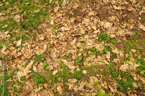 Schilderij op canvas Grass and clover growing on forest floor on a bed of dead leaves