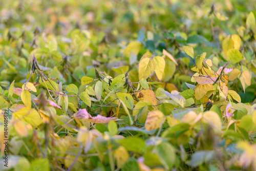 Plant health diagnosis, Soybean leaf discoloration analysis, Closeup of soybean leaf stress indicators, Assessment of soybean leaves reveals pigmentation and damage patterns