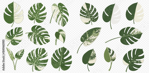 Set of variegated Monstera leaves, tropical houseplant foliage, exotic botanical elements for design.