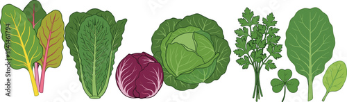 Leafy greens, Swiss chard, romaine lettuce, red cabbage, green cabbage, cilantro, collard greens, clover, spinach, healthy vegetables, organic herbs