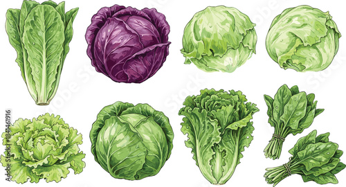 Leafy vegetables illustration, romaine, iceberg, cabbage, spinach, green leaves, healthy food, organic produce, farm fresh, nutrition, vegetarian, vegan
