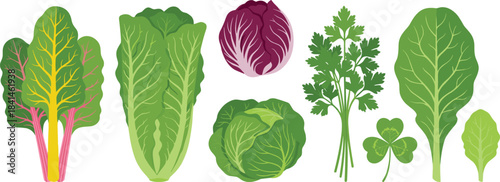 Leafy vegetables, herbs, Swiss chard, romaine, radicchio, cabbage, spinach, cilantro, parsley, clover, healthy greens, organic, stylized illustration, edible plants