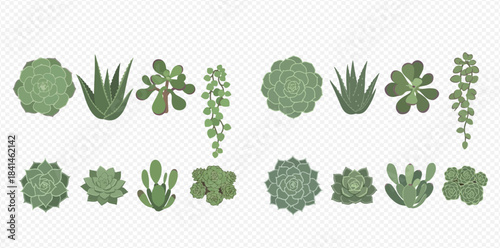 Set of various green succulent plants in top view for garden or home decoration.