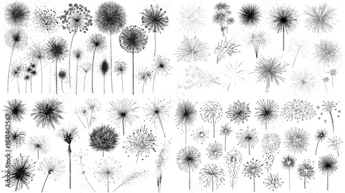 Delicate botanical illustration set of dandelion flowers and seeds in monochrome watercolor style suitable for nature themed design and decorative artwork