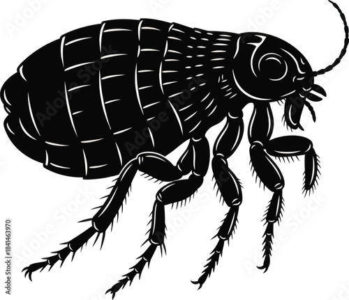 Flea Insect Illustration Vector