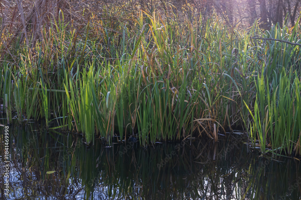 Fototapeta premium Wild river shore covered with tall reeds and natural vegetation. Calm water surface with reflections, forest background and peaceful autumn atmosphere.