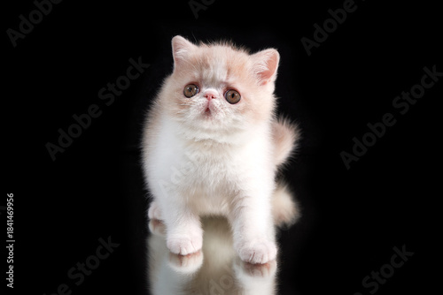 Schilderij op canvas A cute red kitten of an exotic shorthair Persian breed sits on a dark background