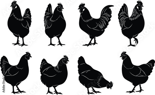Set of black chicken silhouettes in various standing and walking poses, detailed farm bird vector illustration for agriculture, poultry design, and rural artwork