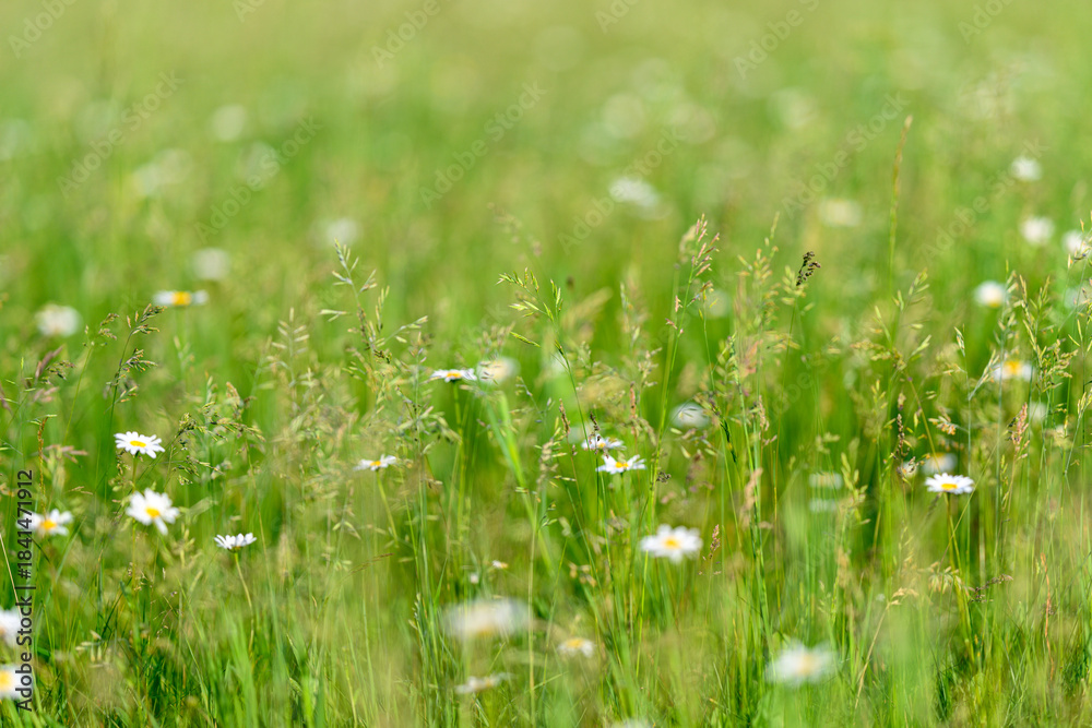 Naklejka premium A Vibrant Wildflower Meadow in Full Bloom, Showcasing Natures Colorful Beauty and Biodiversity
