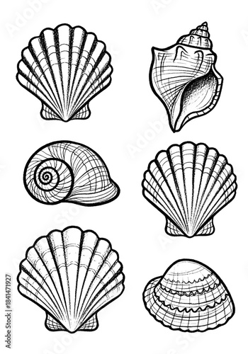Vintage Hand-Drawn Seashell Collection in Black and White Etching Style
