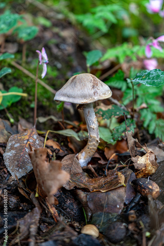 A solitary wild mushroom with a pale brown cap and stem emerges from a bed of dark leaves and forest soil, with a delicate pink cyclamen flower visible in the background.