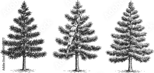 Three pine tree illustrations, black and white forest sketch, coniferous tree drawing, botanical nature art, hand drawn tree silhouettes