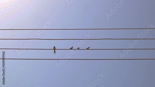 Barn swallows perched on electric wires, releasing soft melodic chirps that fill the quiet air with gentle rhythm—an elegant wildlife moment ideal for documentaries and bird-behavior studies.