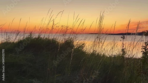 Gras in the wind on a beach at the north sea during Sunset in Norway