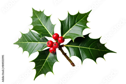 Holly Sprig with Glossy Leaves and Red Berries - Botanical Photography on White Background