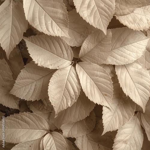 Close-up view of many light beige leaves, overlapping