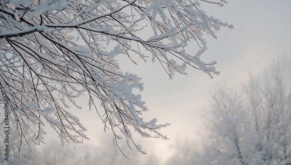 Obraz premium Tree branches blanketed in fresh snow with complex patterns visible, highlighting winter scenery and seasonal transition