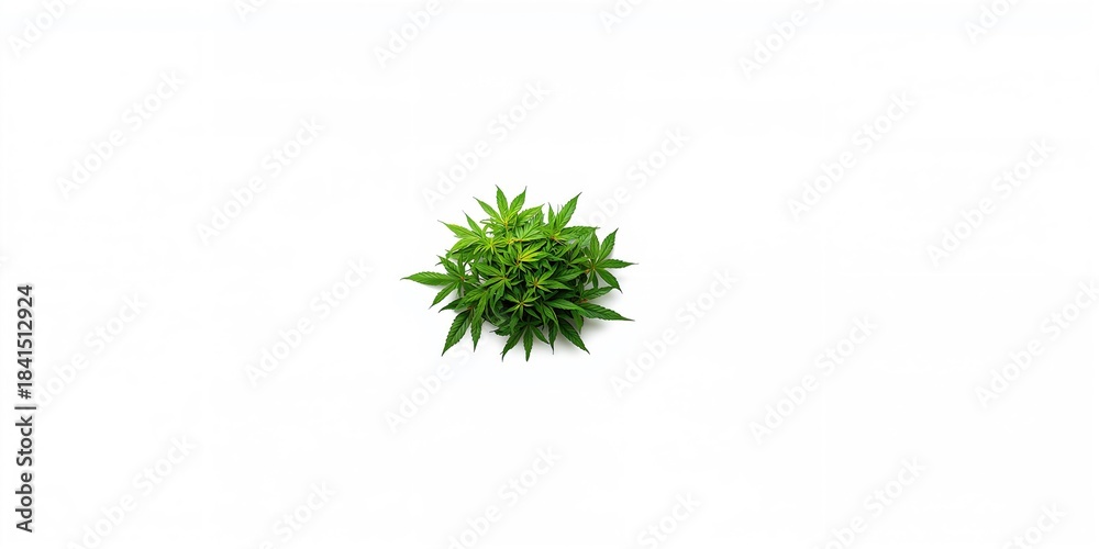 Fototapeta premium A dose of marijuana on isolate, used as a background for medicinal plant research