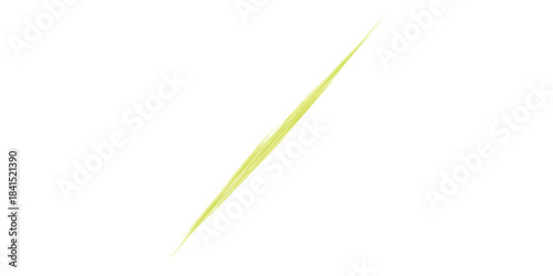 A single yellow blade of grass isolated on a white background.