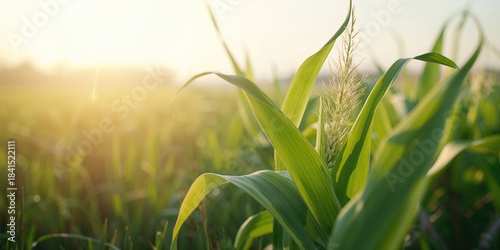 Detailed view of corn foliage in a cultivated field highlighting crop development and farming practices